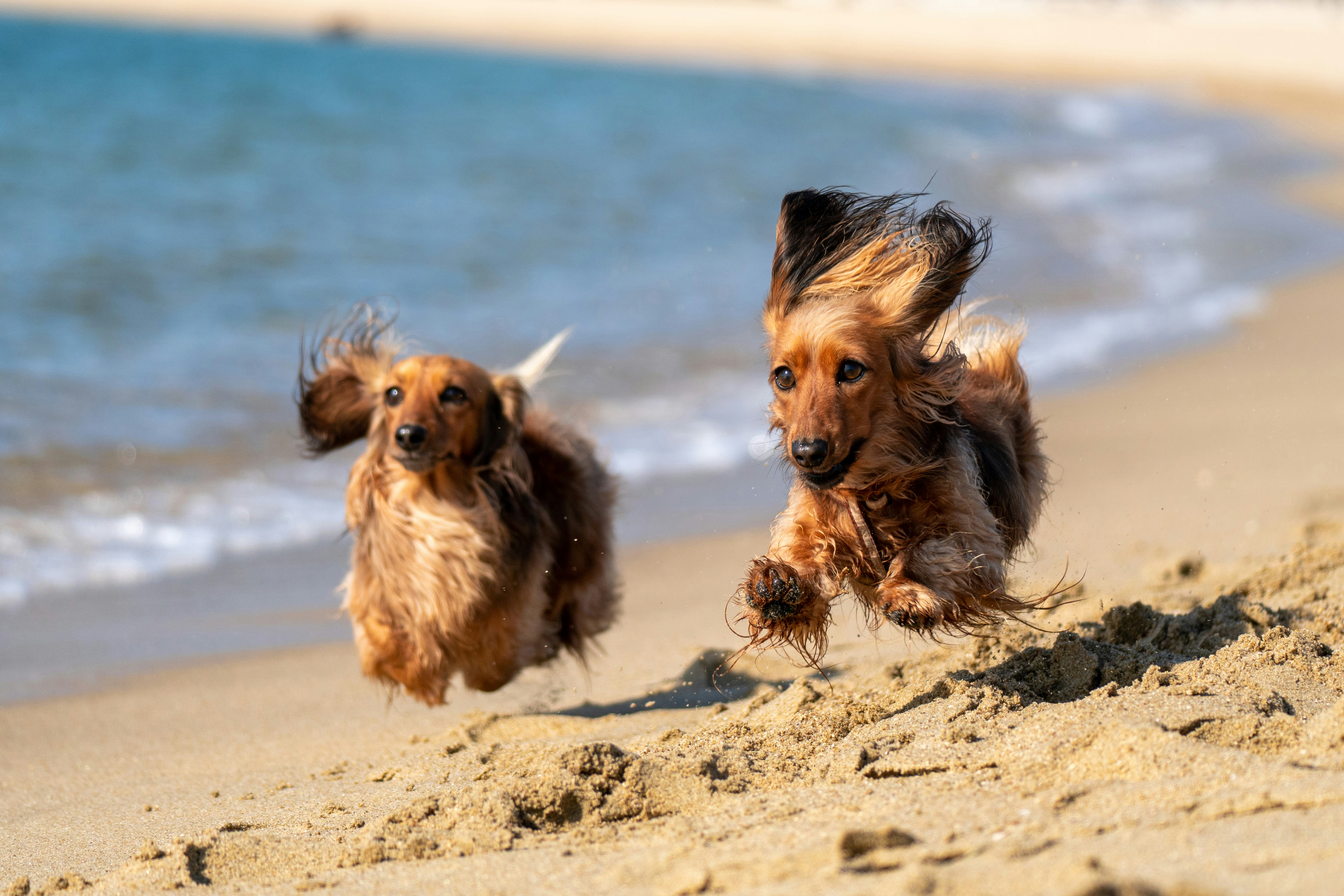 Ten Dog Friendly Cities