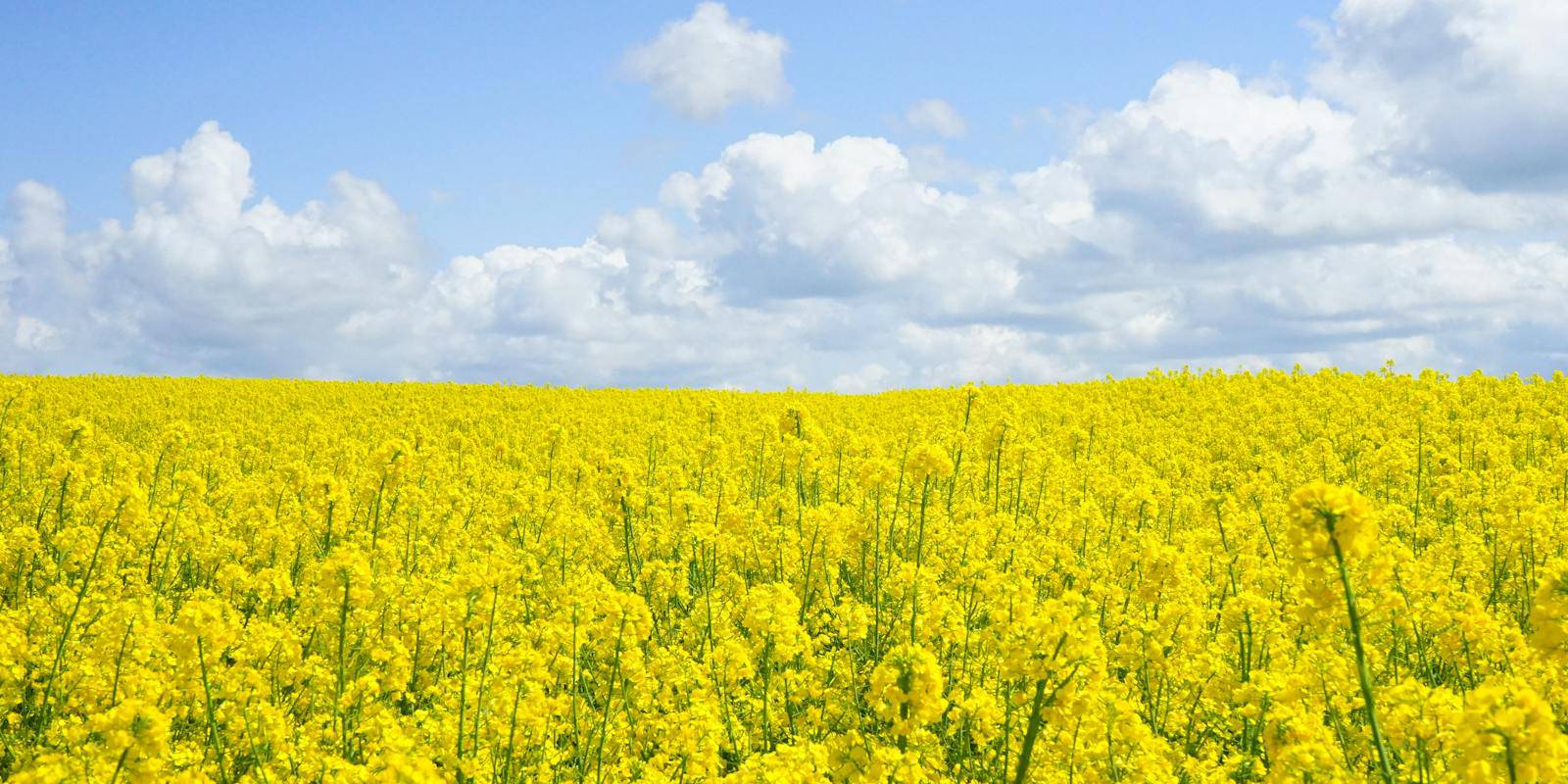 5 Tips to Help You and Your Roommates Prepare for Spring