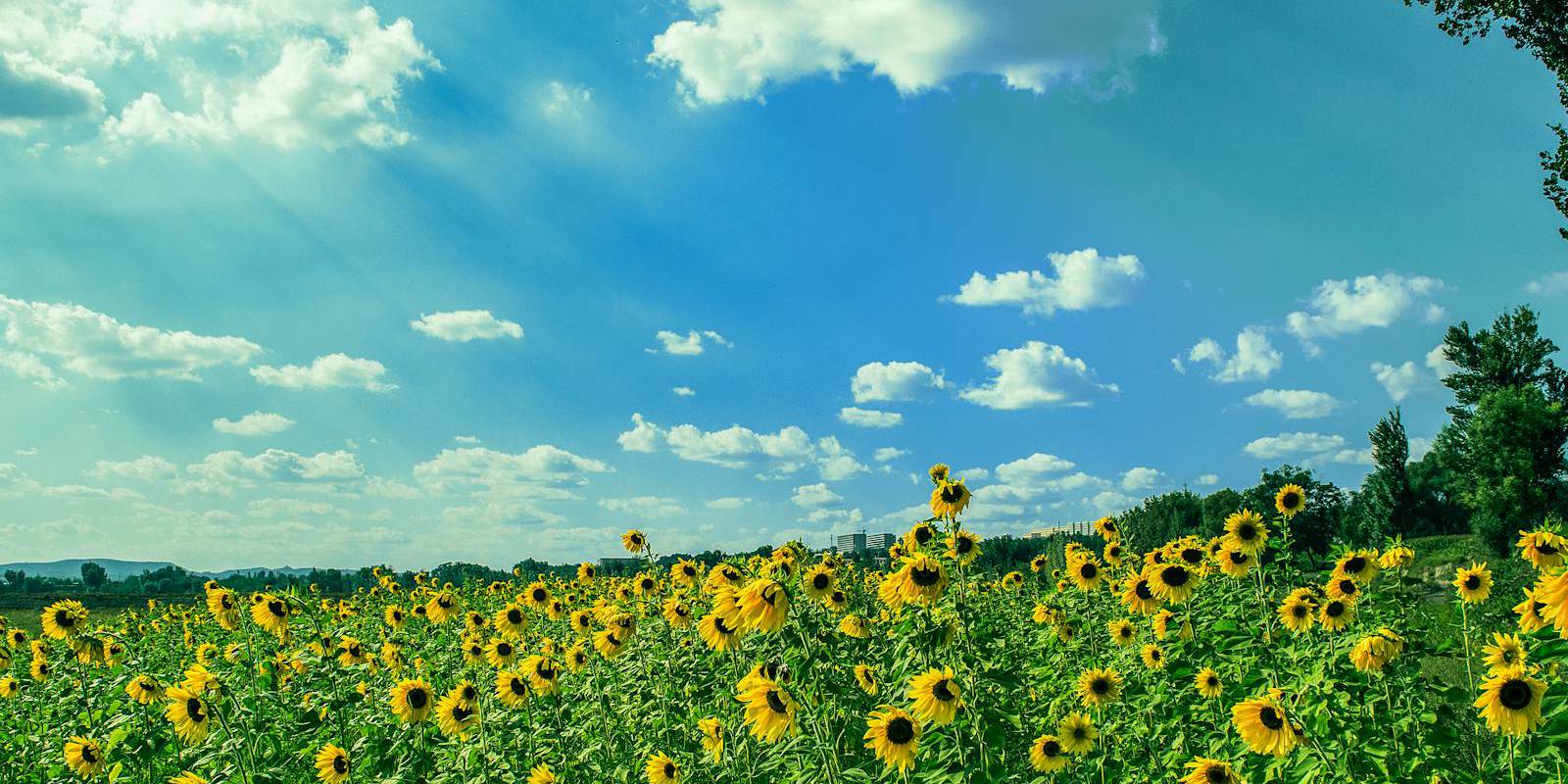 Embrace the Summer Vibes: Including Your Roommate in Fun-filled Activities