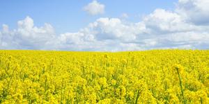 5 Tips to Help You and Your Roommates Prepare for Spring