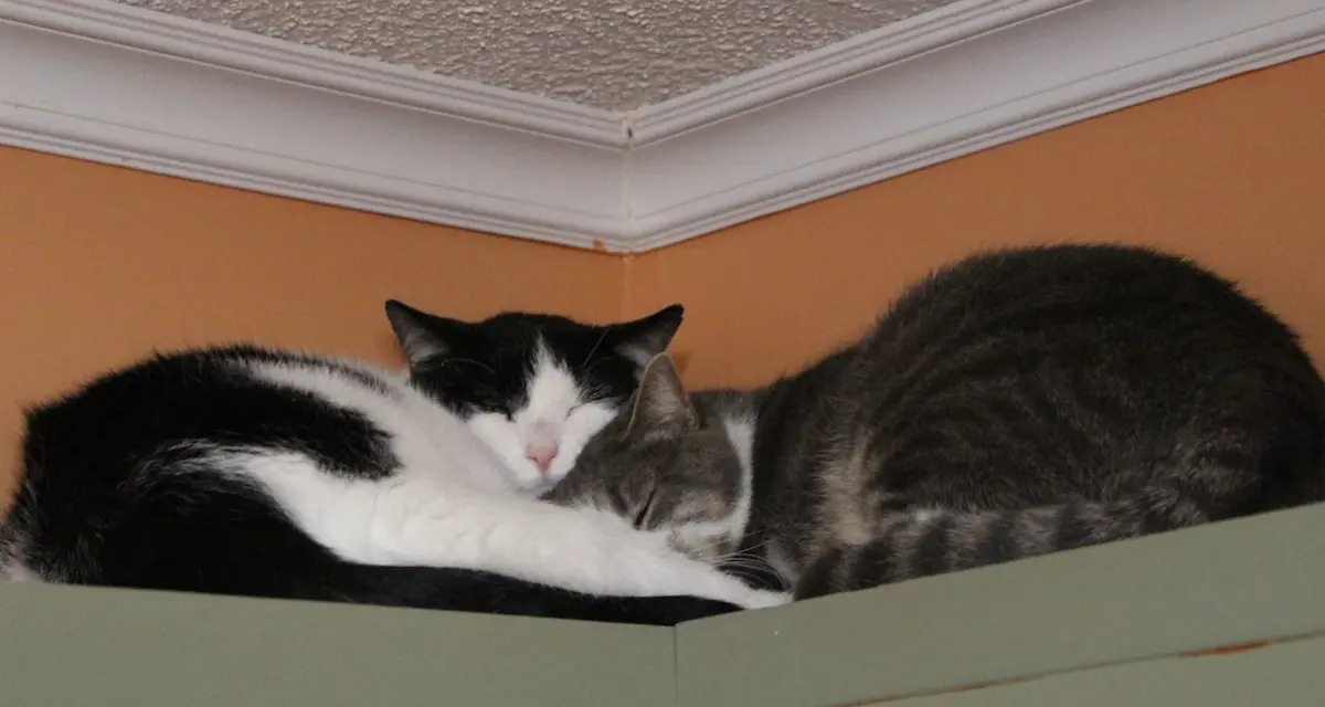 The 3 Best Roommate Archetypes