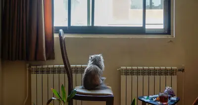 Minimizing Damage from Pets