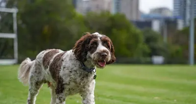 The Best Cities for Pet Owners