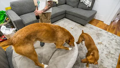 Find Pet-friendly roommates on Roommates.com