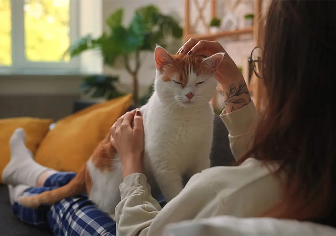 Pet-Friendly Roommates and Rooms for Rent