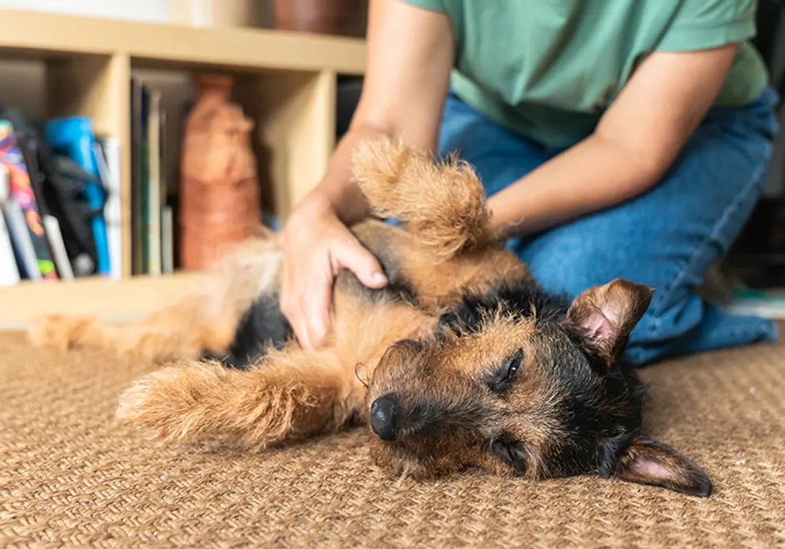 Find a Pet-friendly Roommate