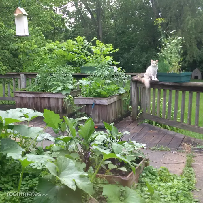 Room for rent in Joliet, IL $800, house
