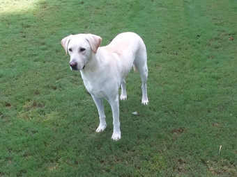 Room for rent in Hoschton, GA $800, house