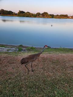 Room for rent in Ellenton, FL $1200, house
