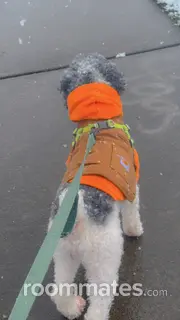 Roommate looking Charlotte, NC, $1000