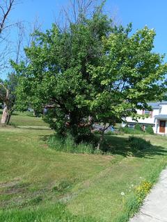 Roommate looking Denver, CO, $1000