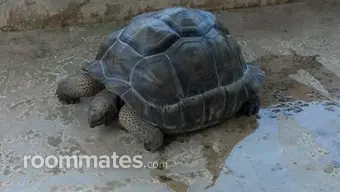 Roommate looking Butler, NJ, $1900