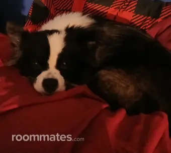 Room for rent in Vineland, NJ $700, house