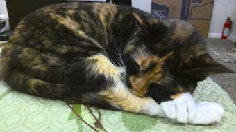 Roommate looking Annapolis, MD, $1200