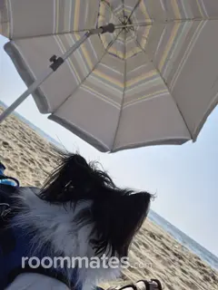 Roommate looking Huntington Beach, CA, $1300