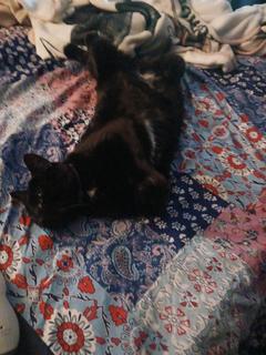 Roommate looking Bolingbrook, IL, $800