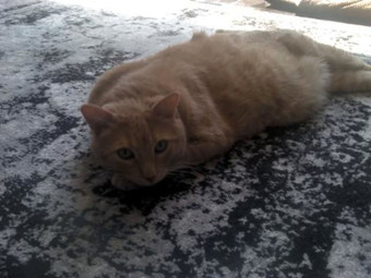 Room for rent in Castro Valley, CA $900, house