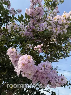 Roommate looking Jacksonville, FL, $1000