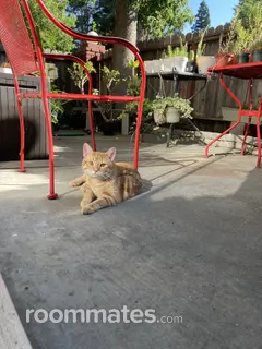 Room for rent in Sacramento, CA $950, apartment