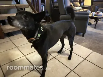 Roommate looking Wilsonville, OR, $900