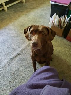 Room for rent in Westmont, IL $625, house