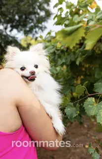 Room for rent in Raleigh, NC $775, house