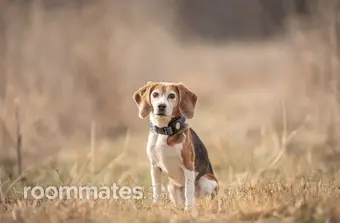 Room for rent in Raleigh, NC $775, house