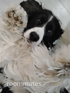 Room for rent in Old Lyme, CT $800, house