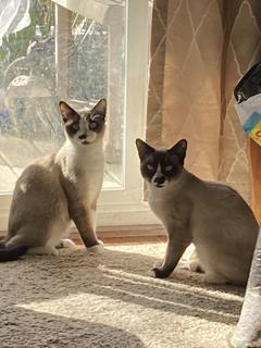 Room for rent in Indianapolis, IN $600, house