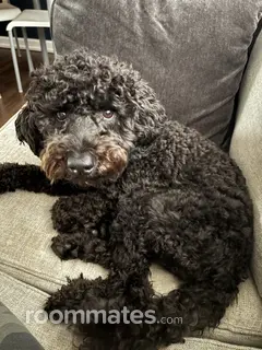 Room for rent in Fairfield, OH $900, house