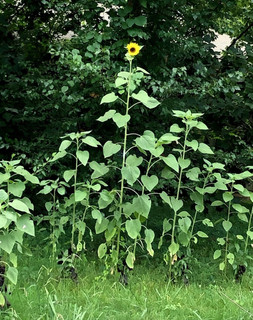 Room for rent in Huntsville, AL $500, house