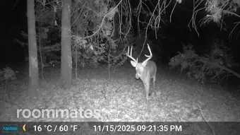 Room for rent in Elk Creek, MO $450, other