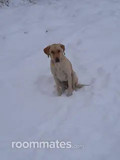 Room for rent in Reno, NV $1100, house