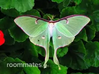 Roommate looking Clarksville, TN, $1200