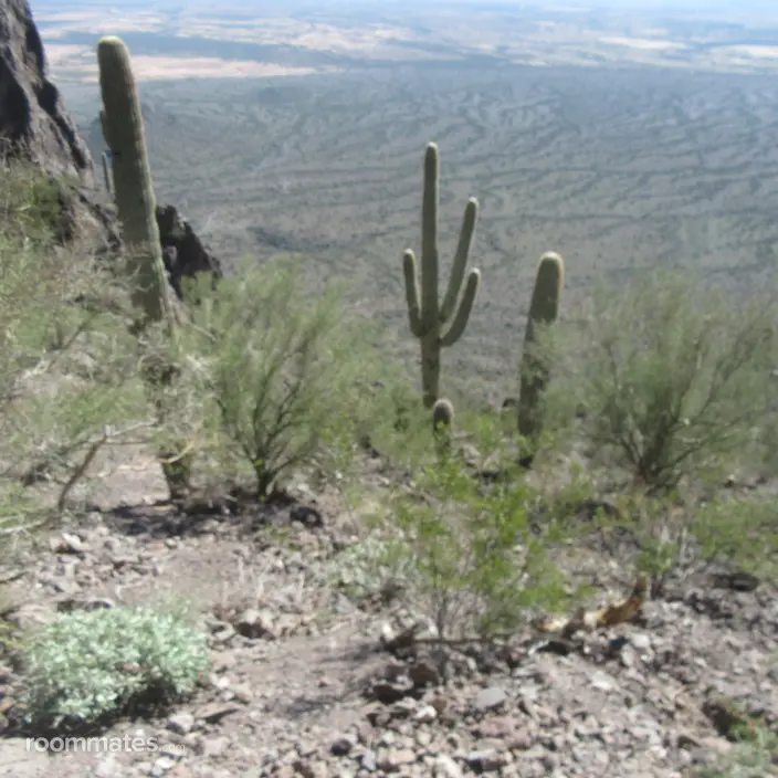 Roommate looking Sun City West, AZ, $900