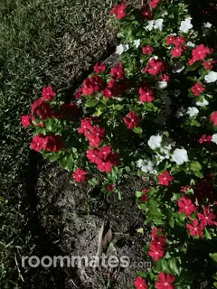 Roommate looking Clearwater, FL, $1000