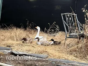 Room for rent in Concord, CA $1195, house