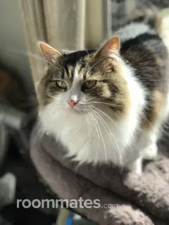 Room for rent in Concord, CA $1195, house