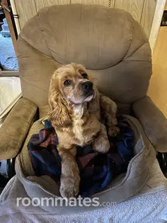 Room for rent in Concord, CA $1195, house