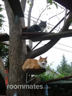 Room for rent in Concord, CA $1195, house