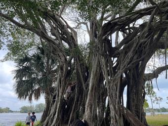 Roommate looking Dayton, OH, $900