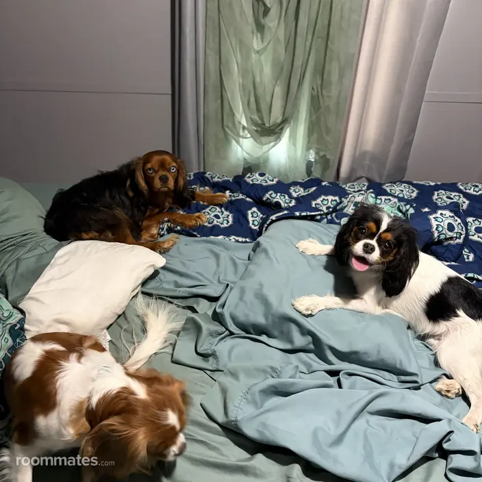 Room for rent in Conway, SC $600, other