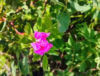 Roommate looking Fort Collins, CO, $800