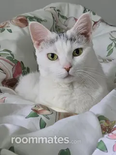 Roommate looking Dundalk, MD, $1000