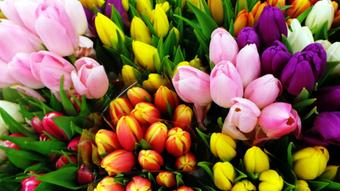 Roommate looking Gainesville, FL, $1200