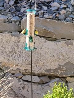 Room for rent in Reno, NV $1000, apartment