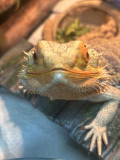 Roommate looking Parlin, NJ, $2000