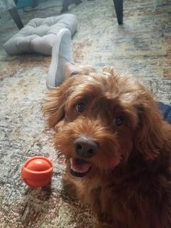 Room for rent in Providence, RI $1200, apartment