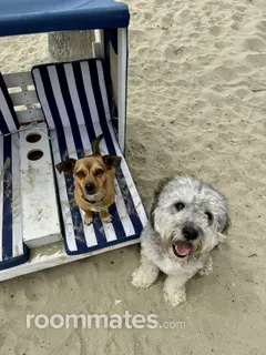 Room for rent in Studio City, CA $811, apartment