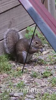 Room for rent in Asheville, NC $1250, house